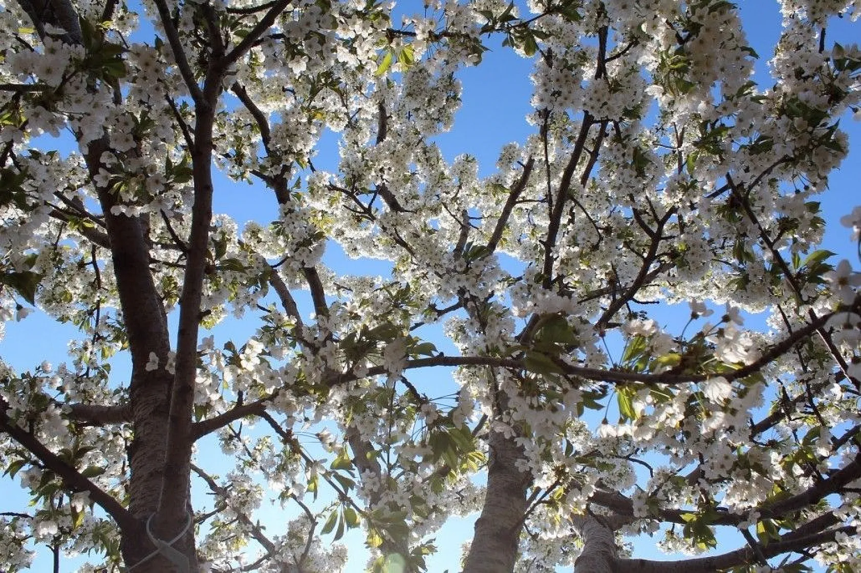 Tarihi mahallede kiraz ağaçları beyaz gelinliğini giydi
