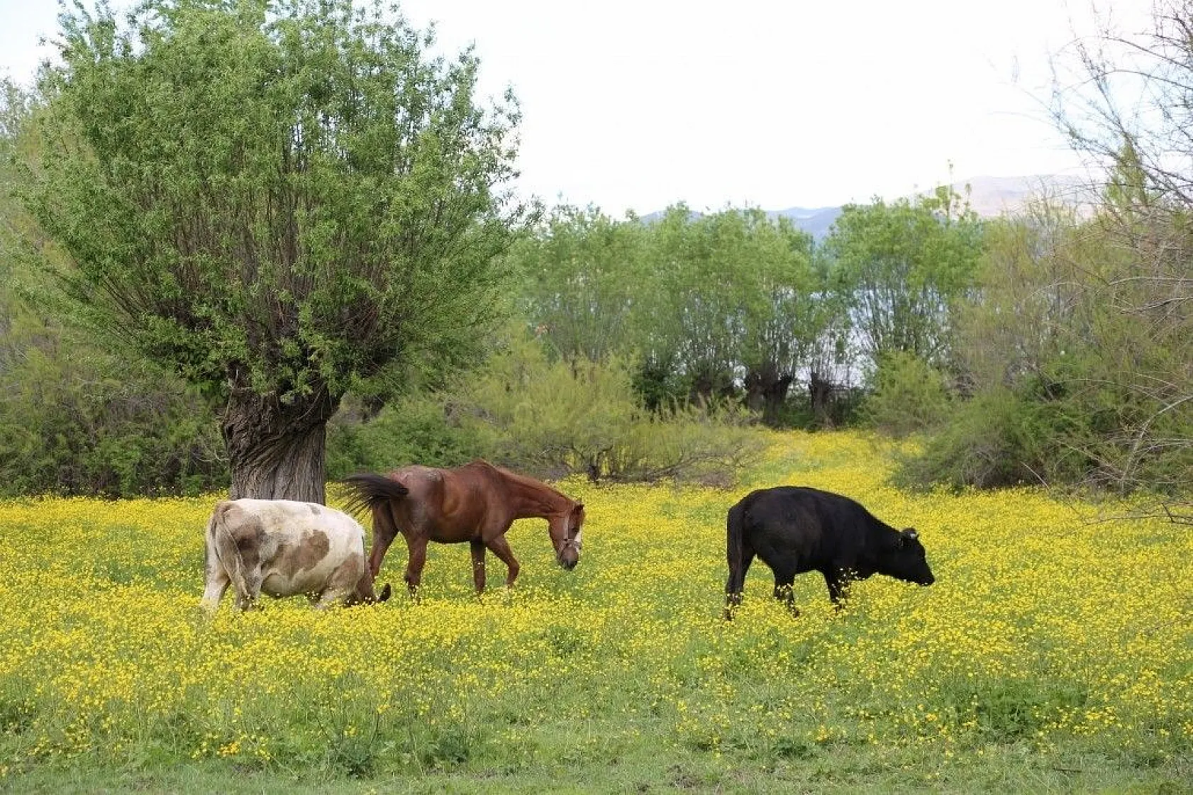 Elazığ baharla birlikte renk cümbüşüne büründü