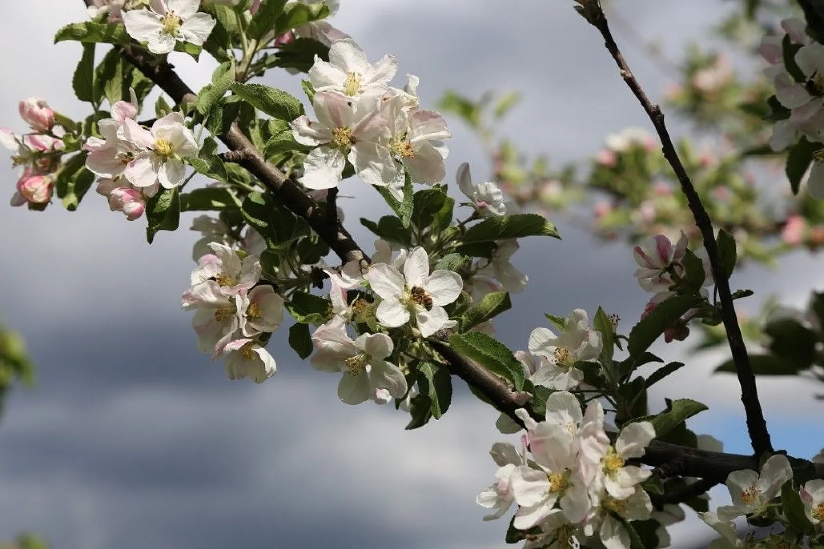 Elazığ baharla birlikte renk cümbüşüne büründü