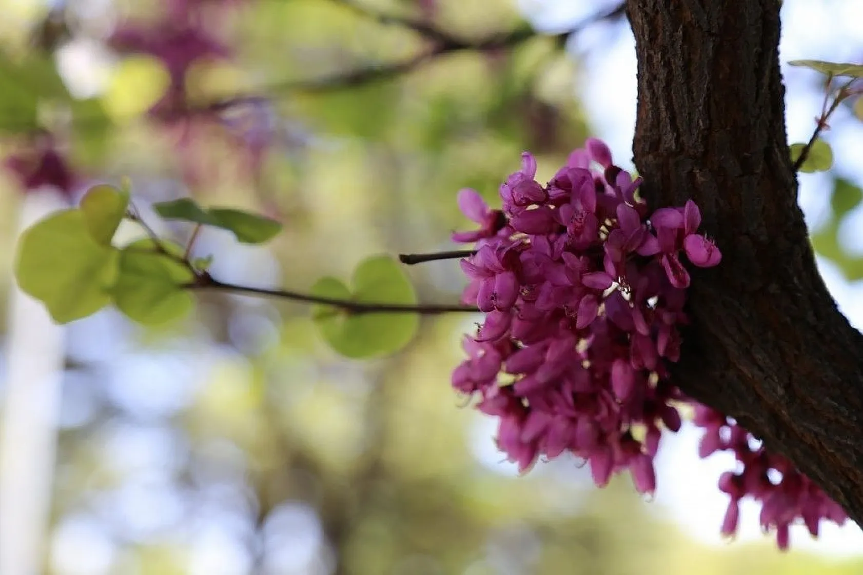 Cip Barajı baharın gelmesiyle birlikte doğal güzelliğe büründü