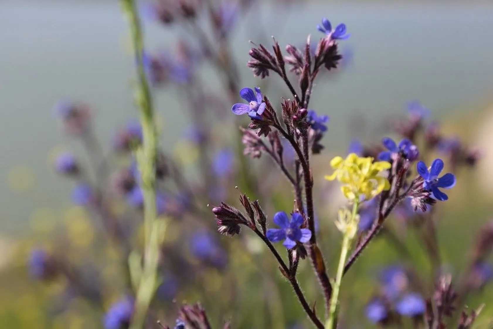Cip Barajı baharın gelmesiyle birlikte doğal güzelliğe büründü