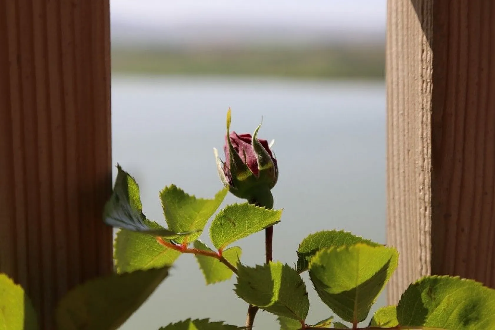 Cip Barajı baharın gelmesiyle birlikte doğal güzelliğe büründü