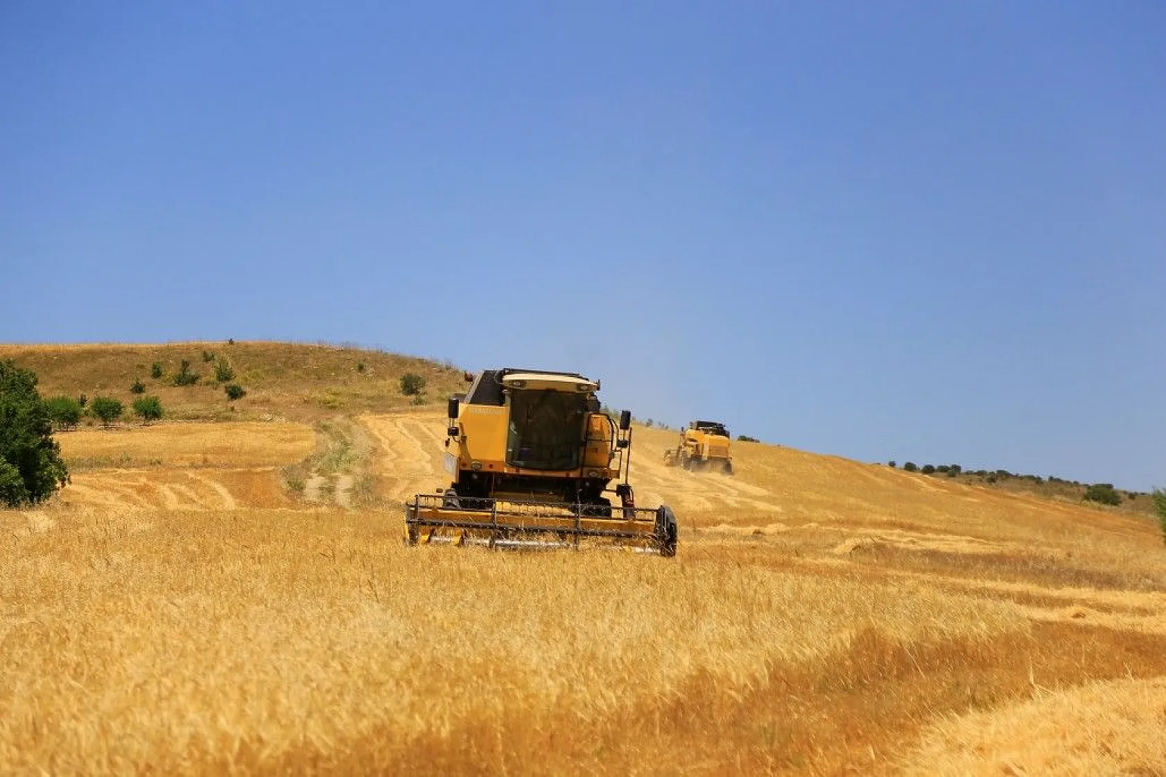 Toplam 600 dönüme arpa eken başkan, hasada başladı