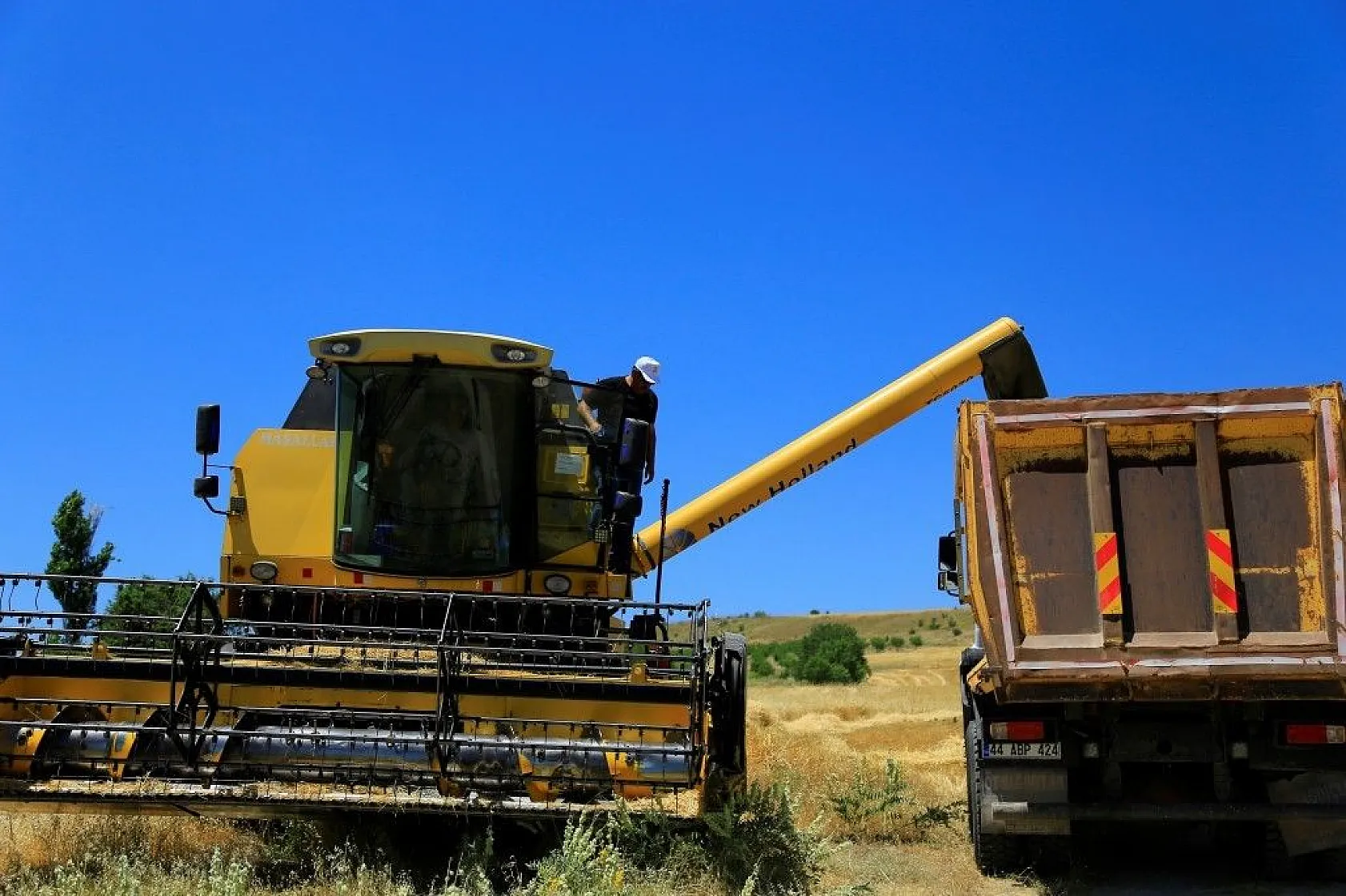 Toplam 600 dönüme arpa eken başkan, hasada başladı