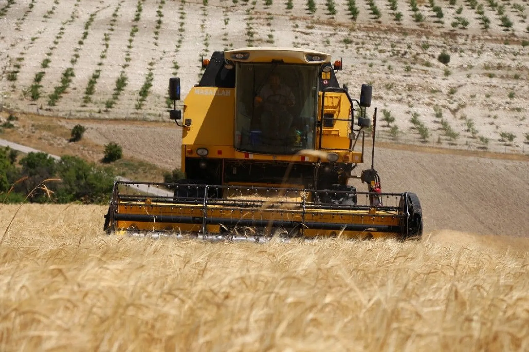 Toplam 600 dönüme arpa eken başkan, hasada başladı