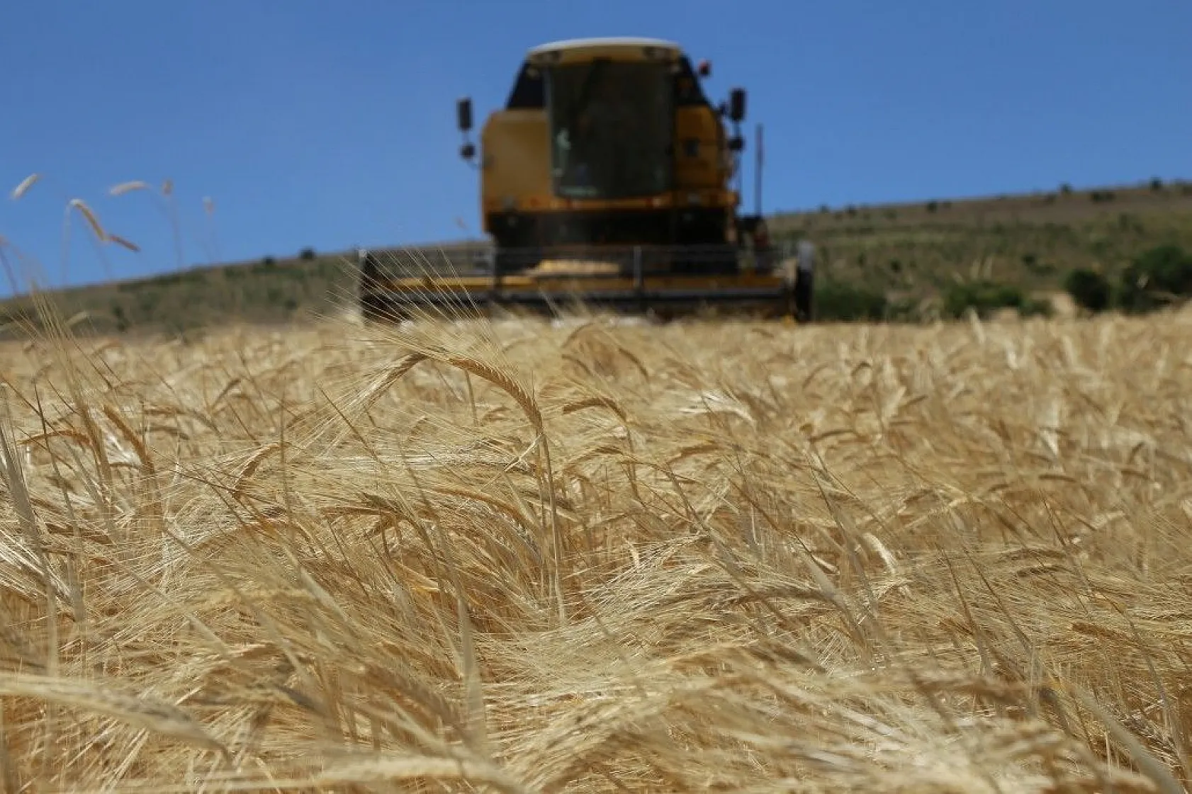 Toplam 600 dönüme arpa eken başkan, hasada başladı