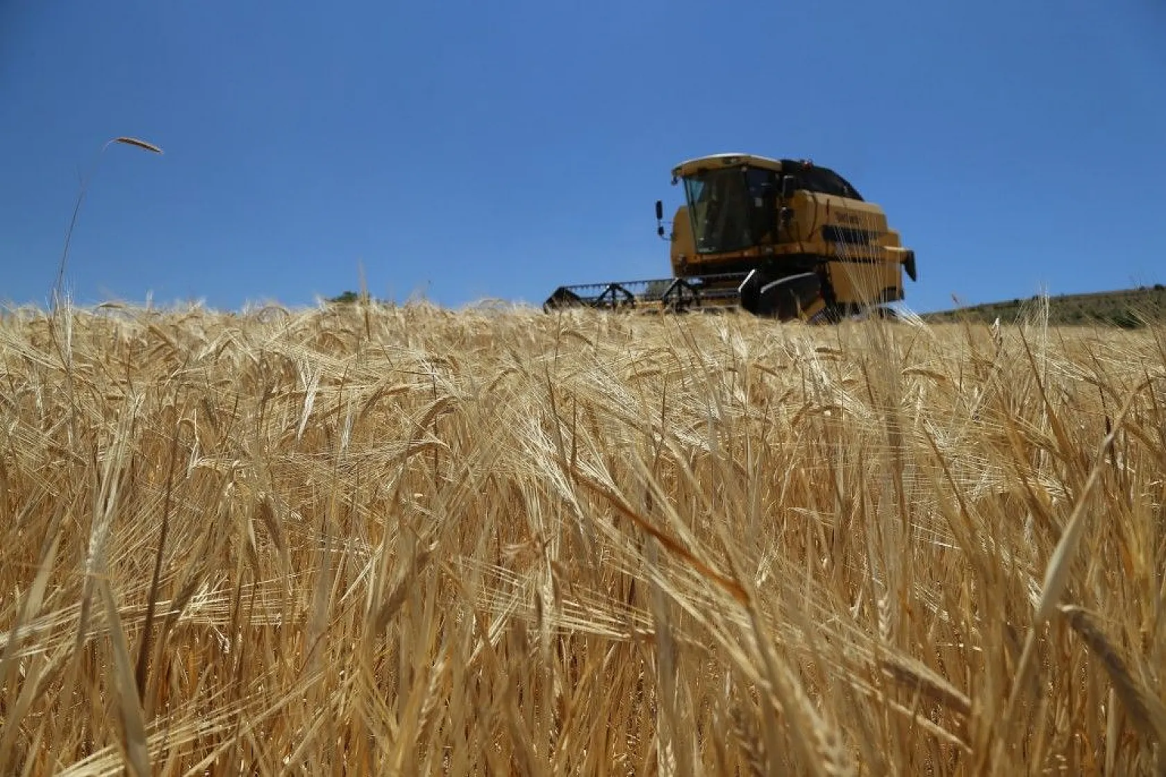 Toplam 600 dönüme arpa eken başkan, hasada başladı