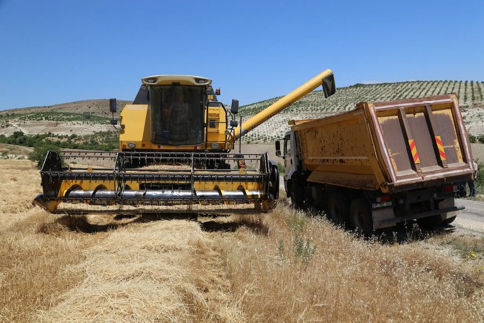 Toplam 600 dönüme arpa eken başkan, hasada başladı