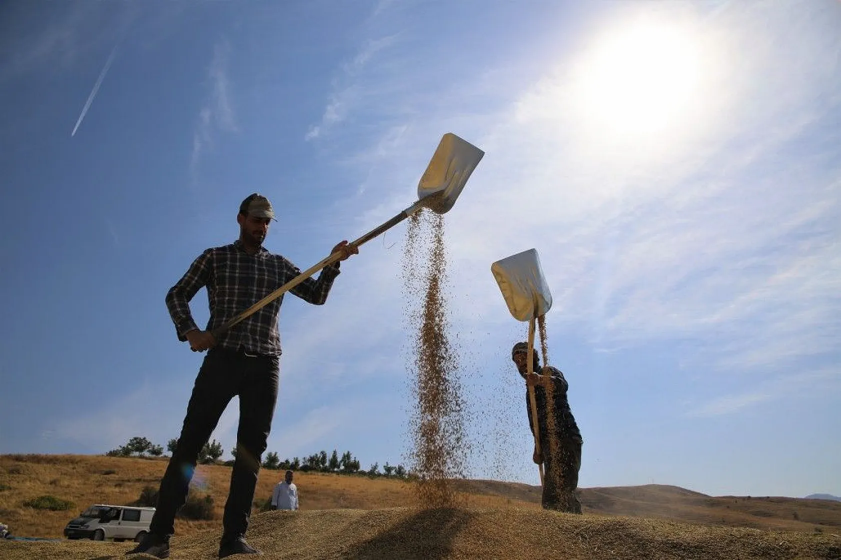 Murat Nehri'nin yatağında pirinç hasadı başladı