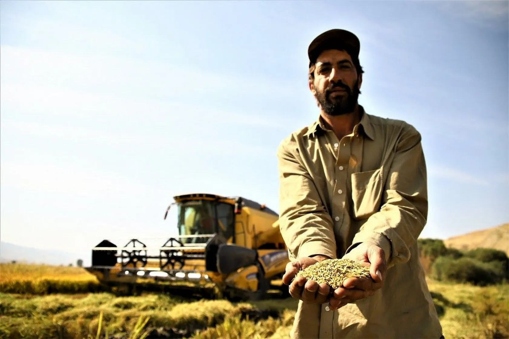 Murat Nehri'nin yatağında pirinç hasadı başladı