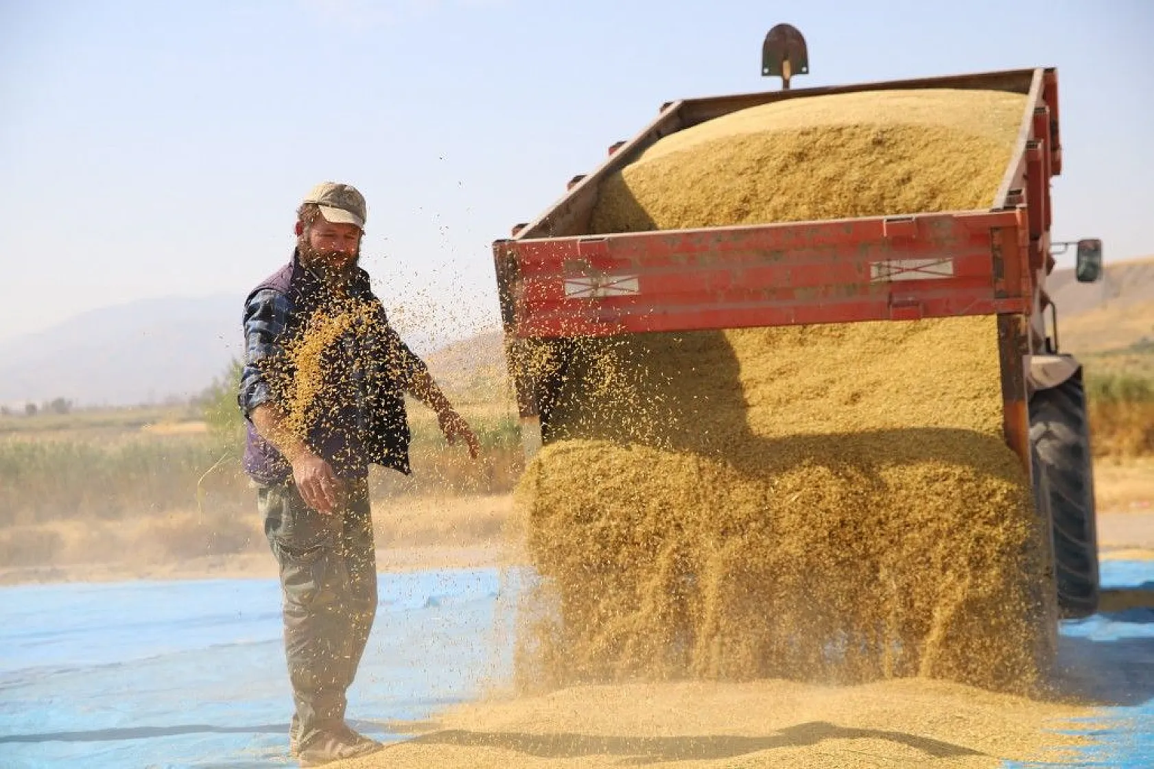 Murat Nehri'nin yatağında pirinç hasadı başladı