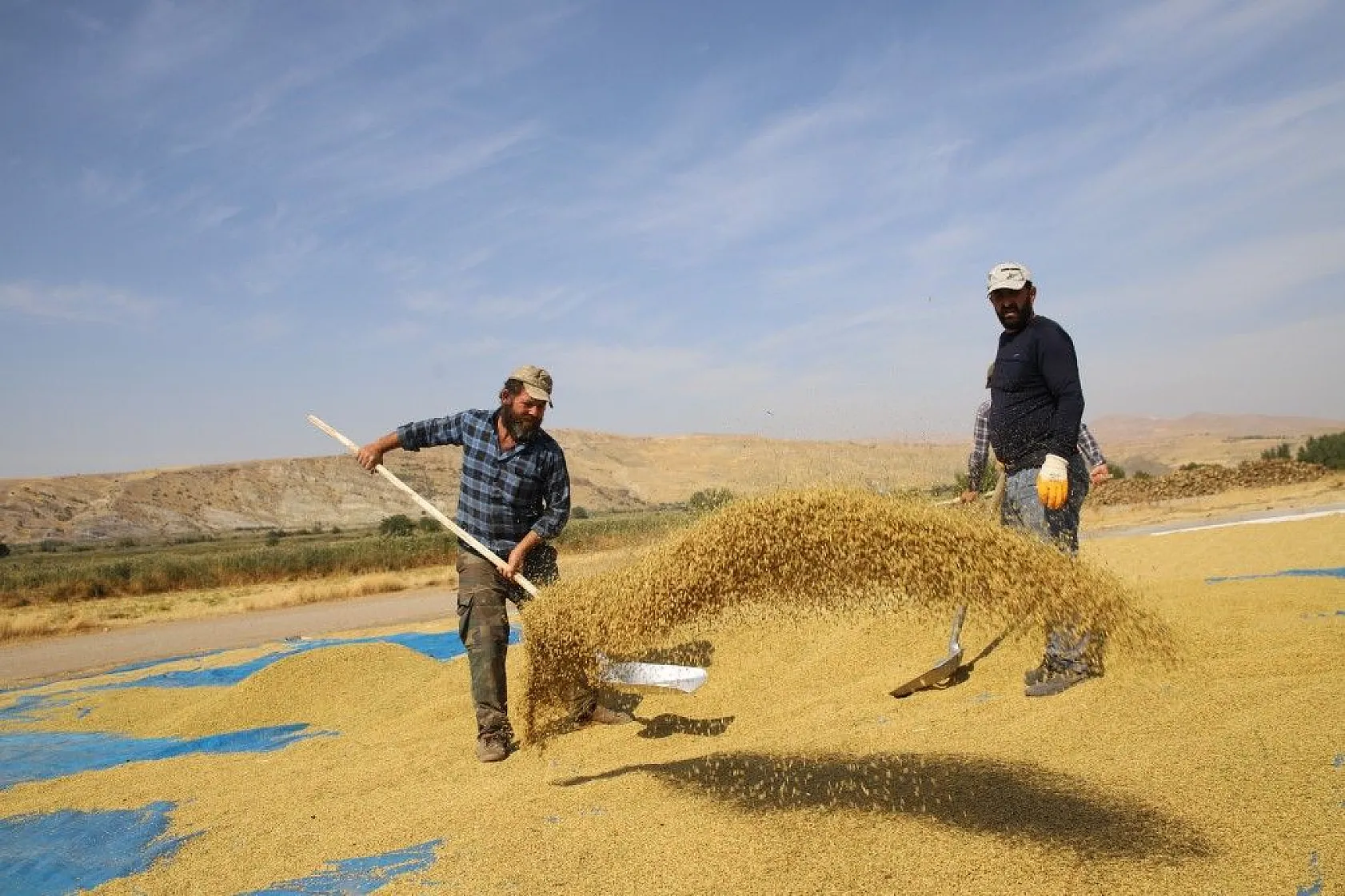 Murat Nehri'nin yatağında pirinç hasadı başladı