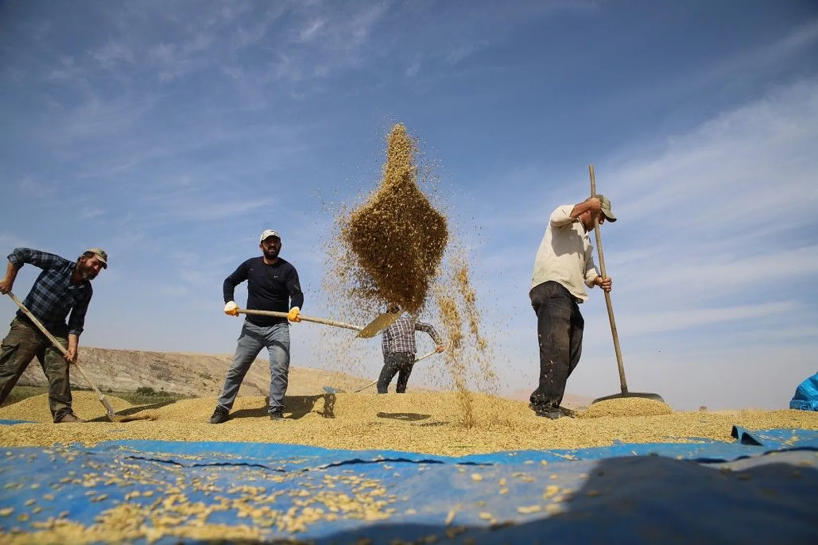Murat Nehri'nin yatağında pirinç hasadı başladı