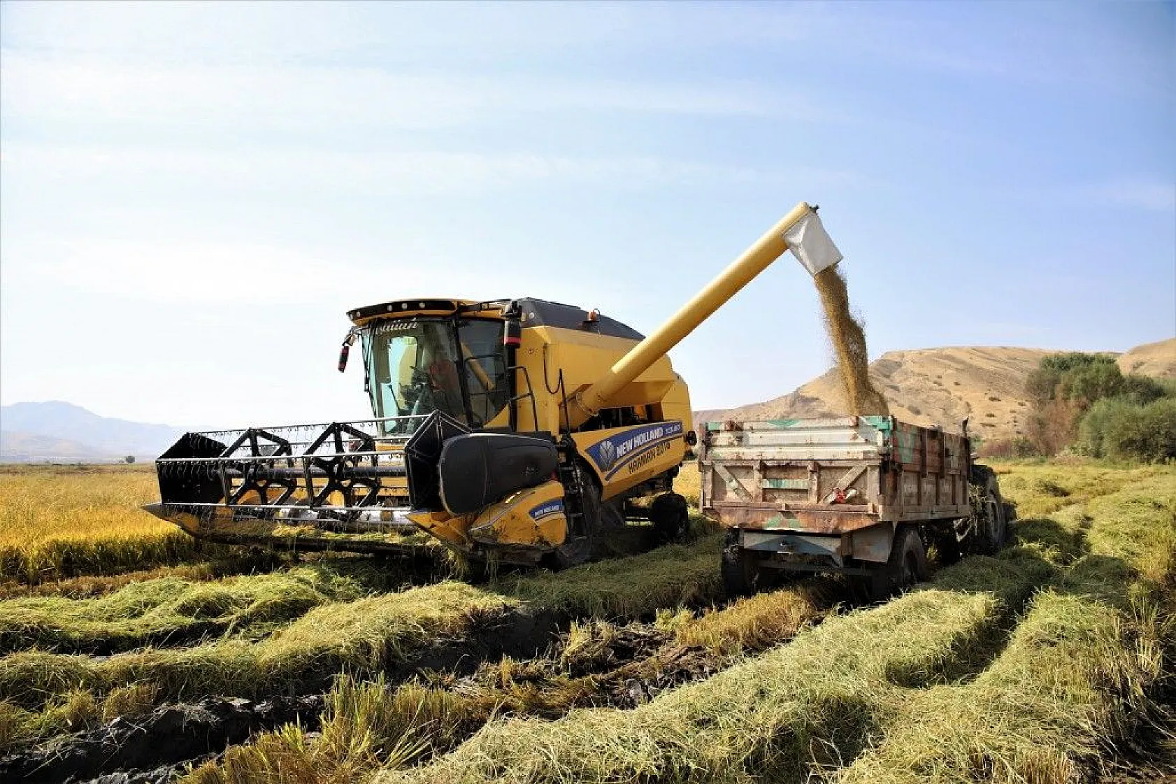 Murat Nehri'nin yatağında pirinç hasadı başladı