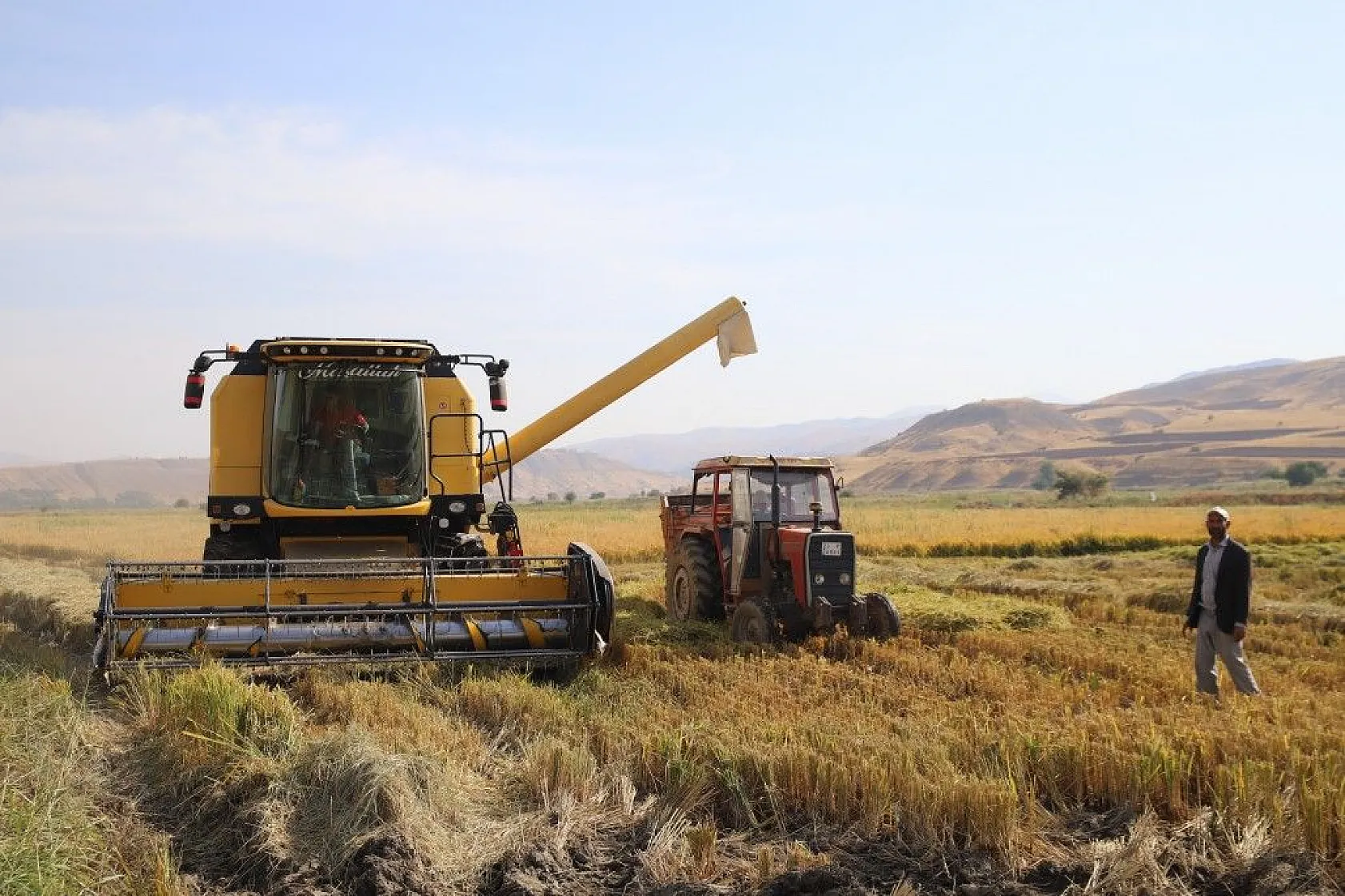 Murat Nehri'nin yatağında pirinç hasadı başladı