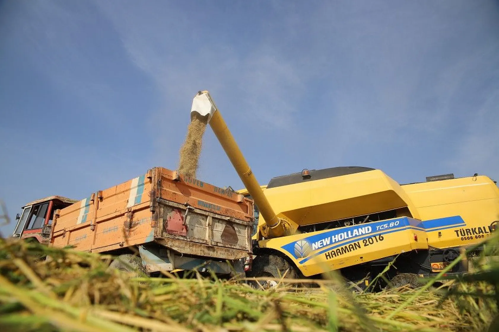 Murat Nehri'nin yatağında pirinç hasadı başladı