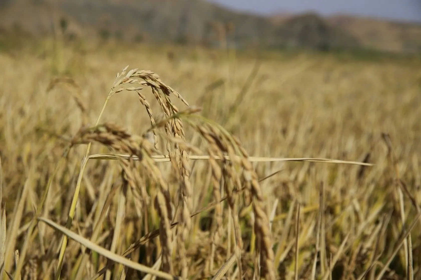 Murat Nehri'nin yatağında pirinç hasadı başladı