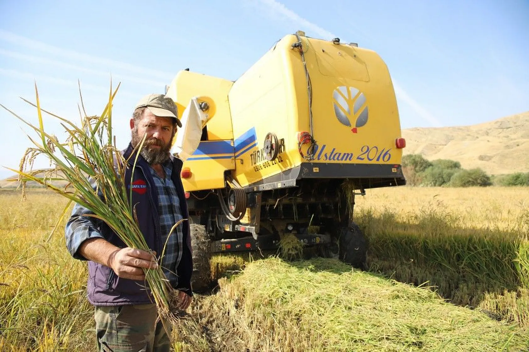 Murat Nehri'nin yatağında pirinç hasadı başladı