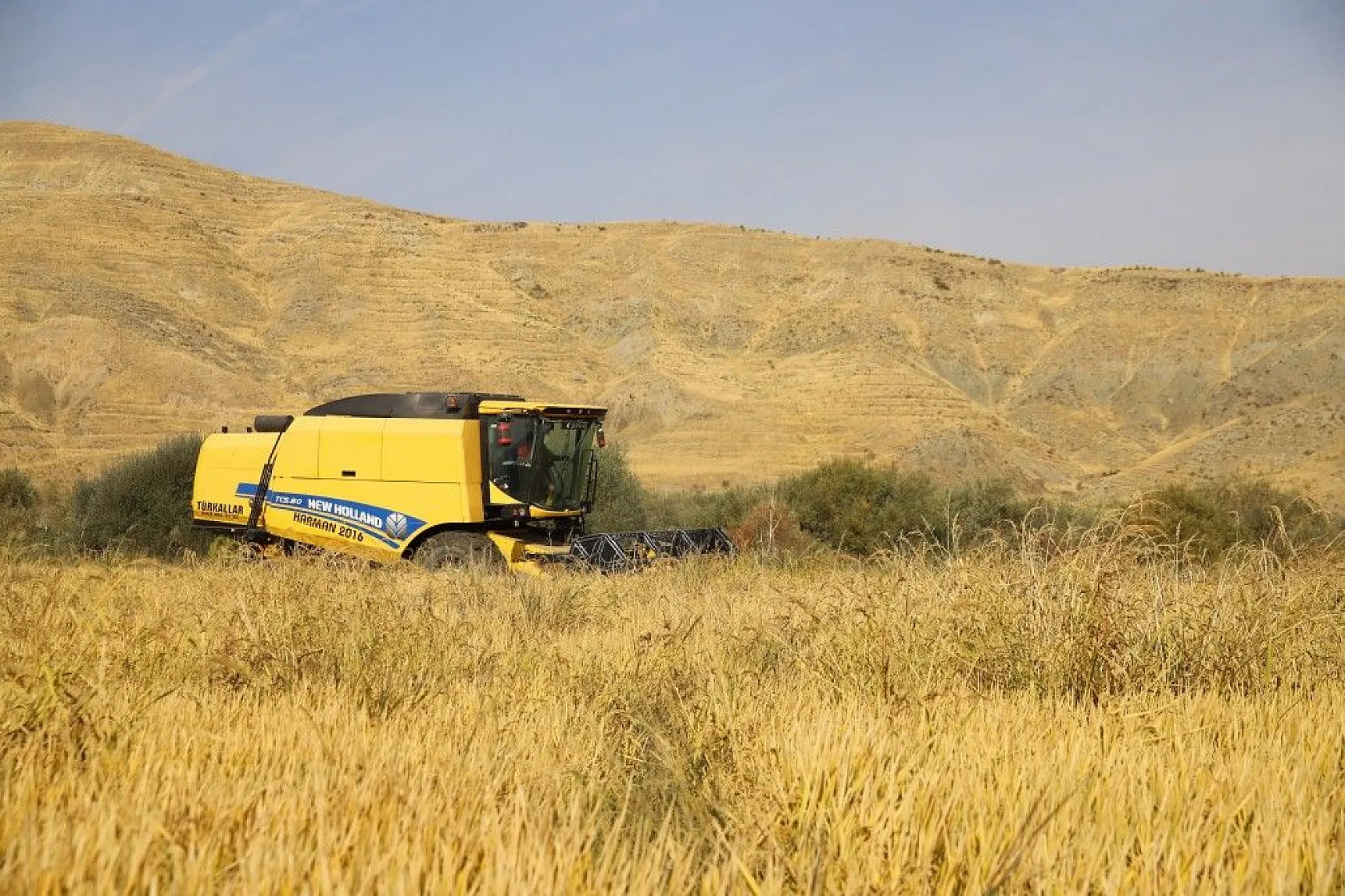 Murat Nehri'nin yatağında pirinç hasadı başladı