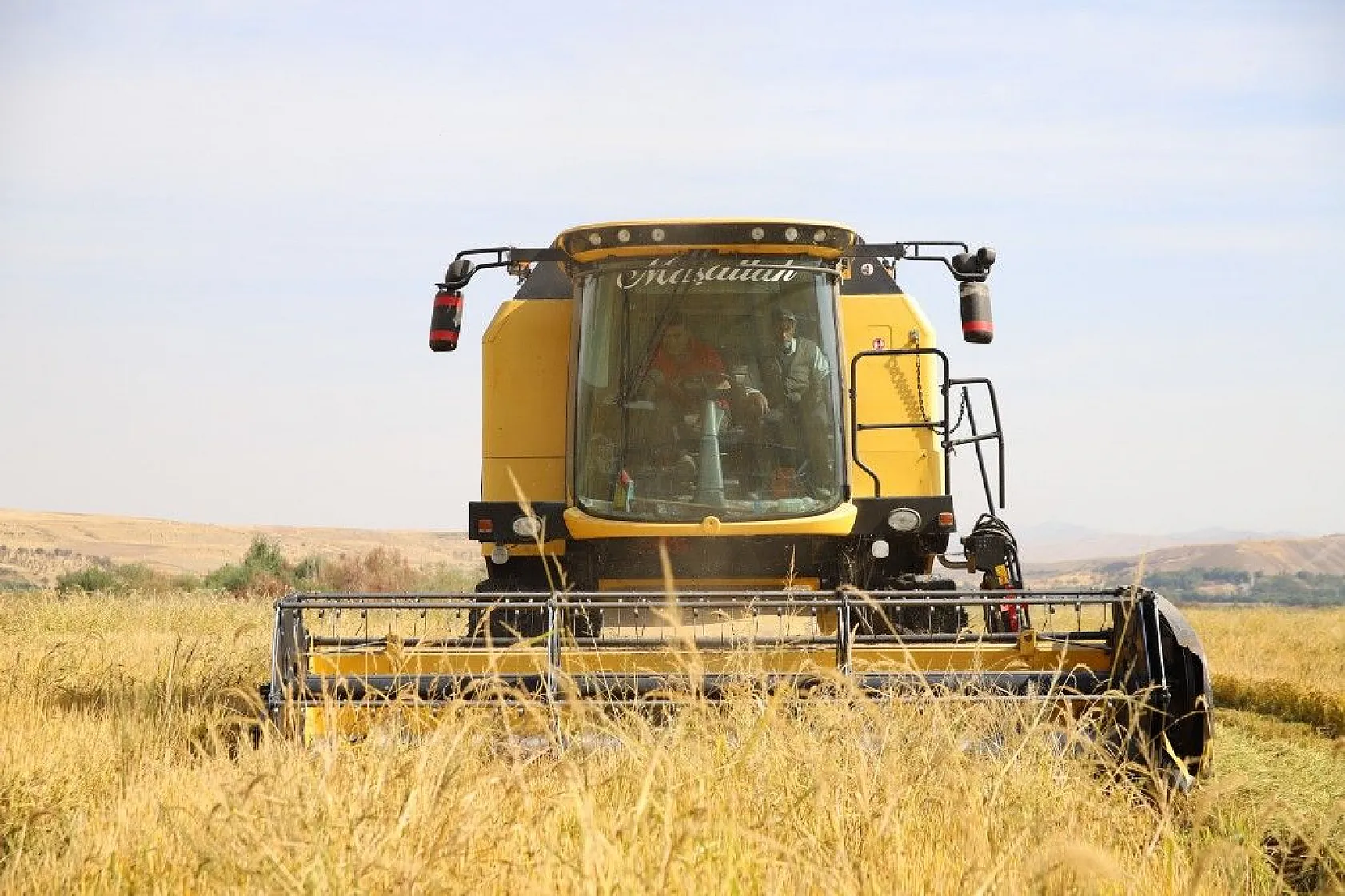 Murat Nehri'nin yatağında pirinç hasadı başladı