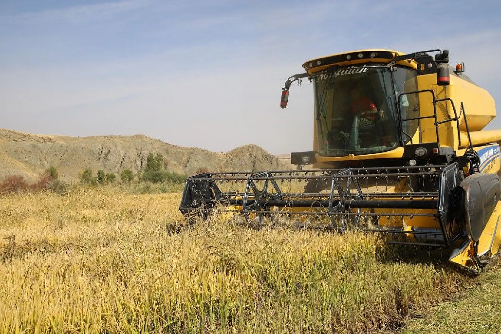 Murat Nehri'nin yatağında pirinç hasadı başladı
