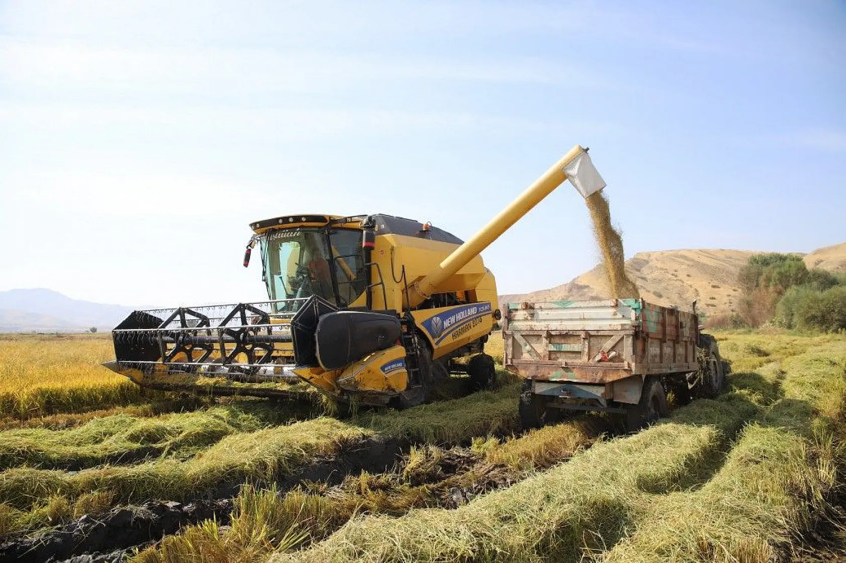 Murat Nehri'nin yatağında pirinç hasadı başladı