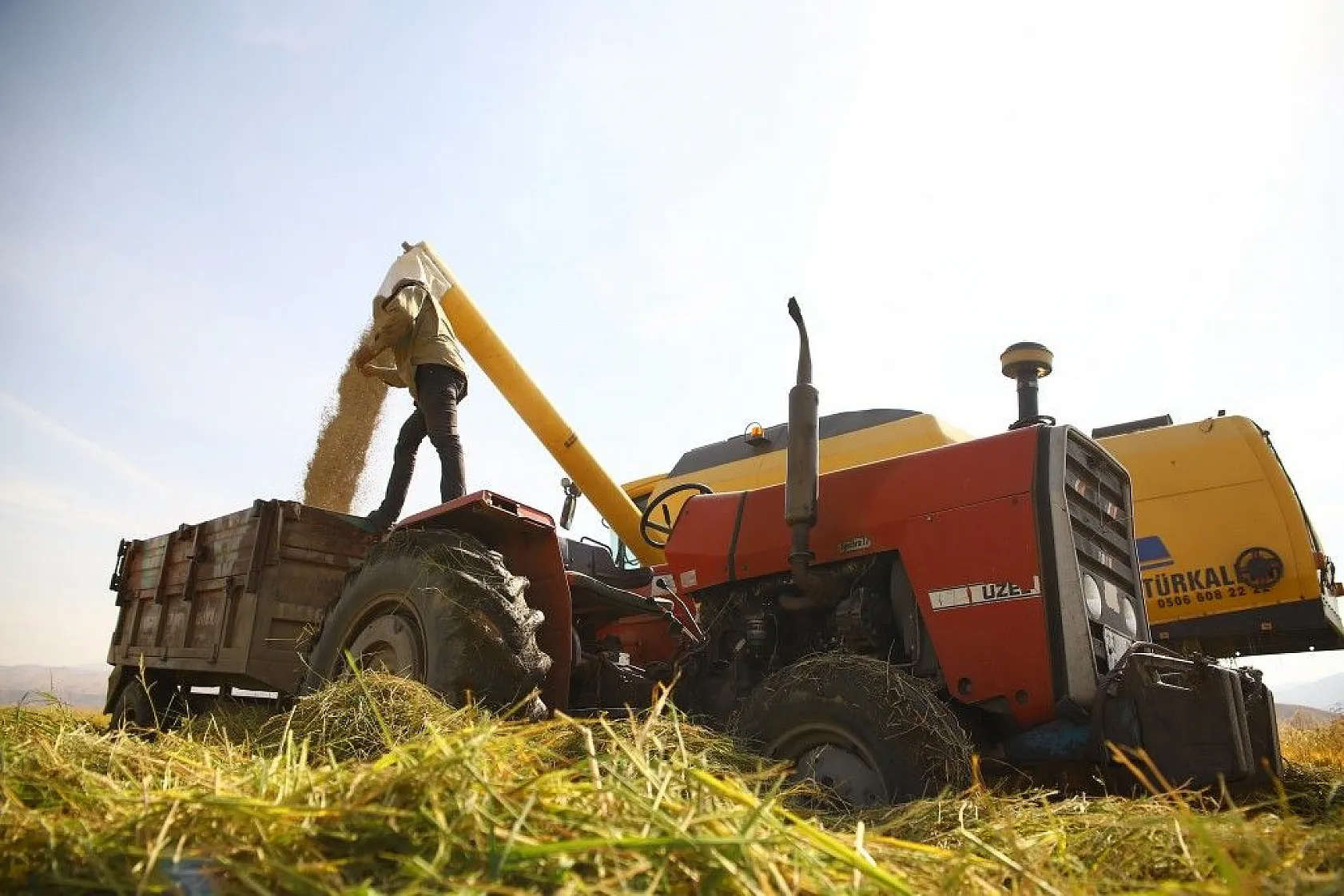 Murat Nehri'nin yatağında pirinç hasadı başladı