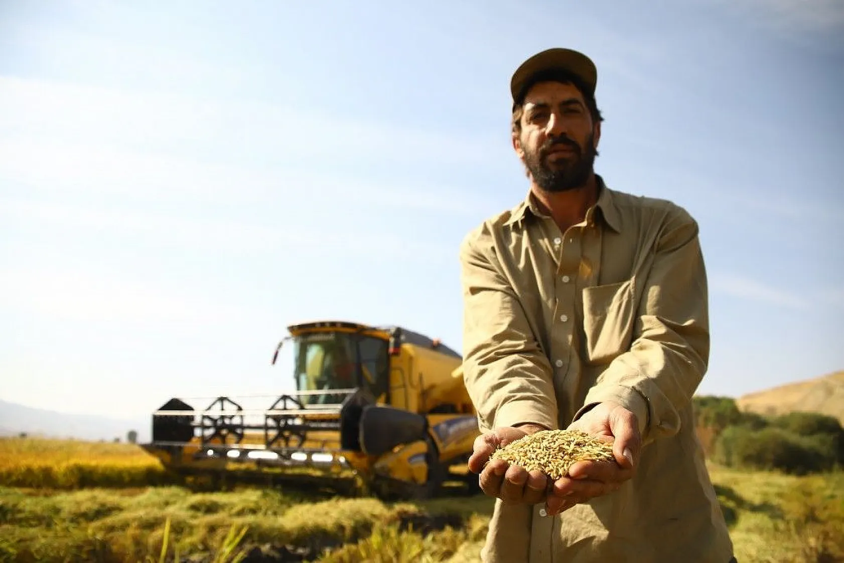 Murat Nehri'nin yatağında pirinç hasadı başladı