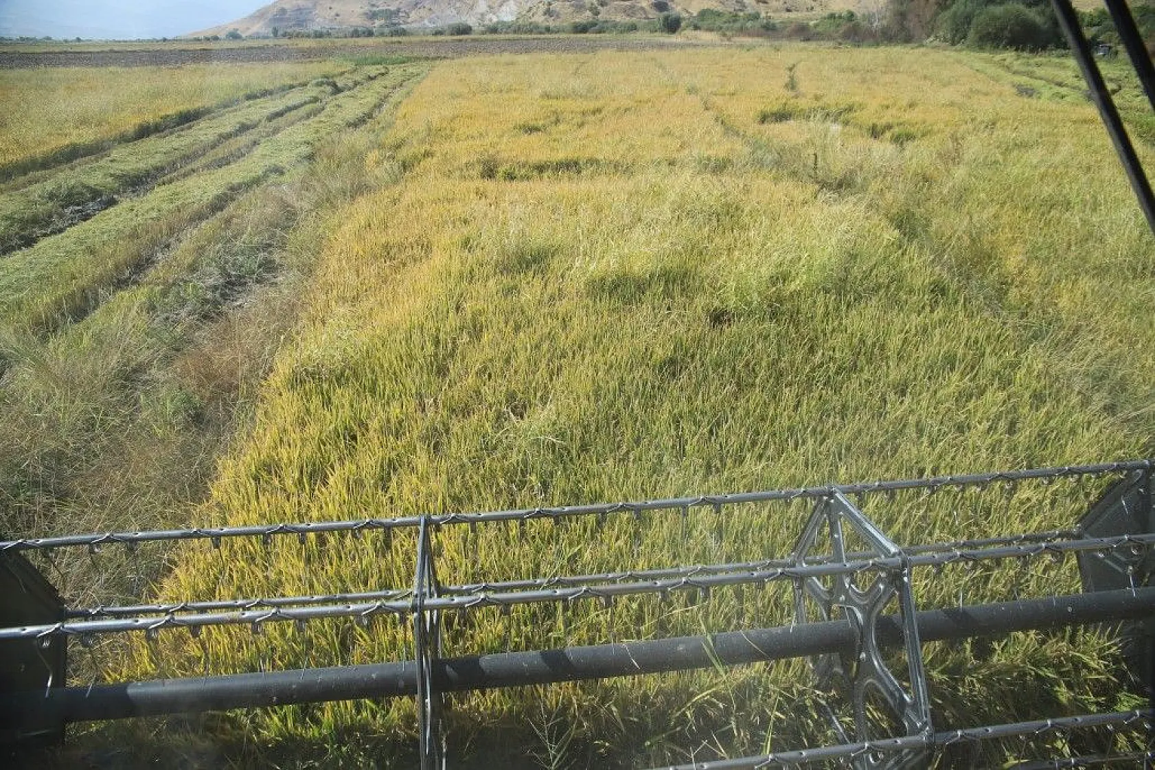 Murat Nehri'nin yatağında pirinç hasadı başladı
