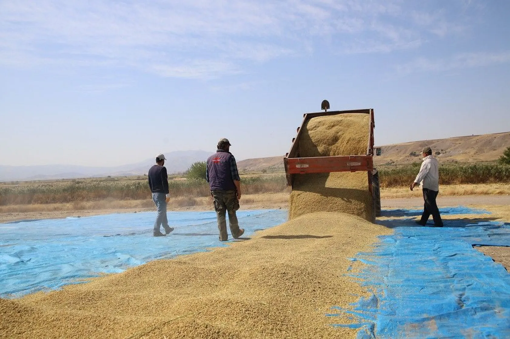 Murat Nehri'nin yatağında pirinç hasadı başladı