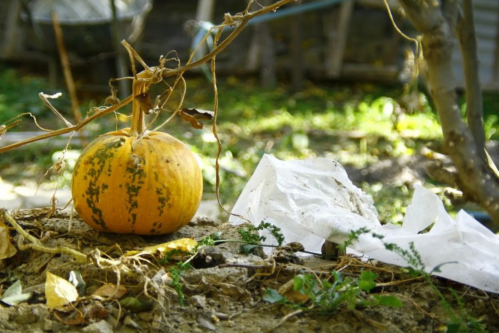 Yüksekova'da sonbahar güzelliği