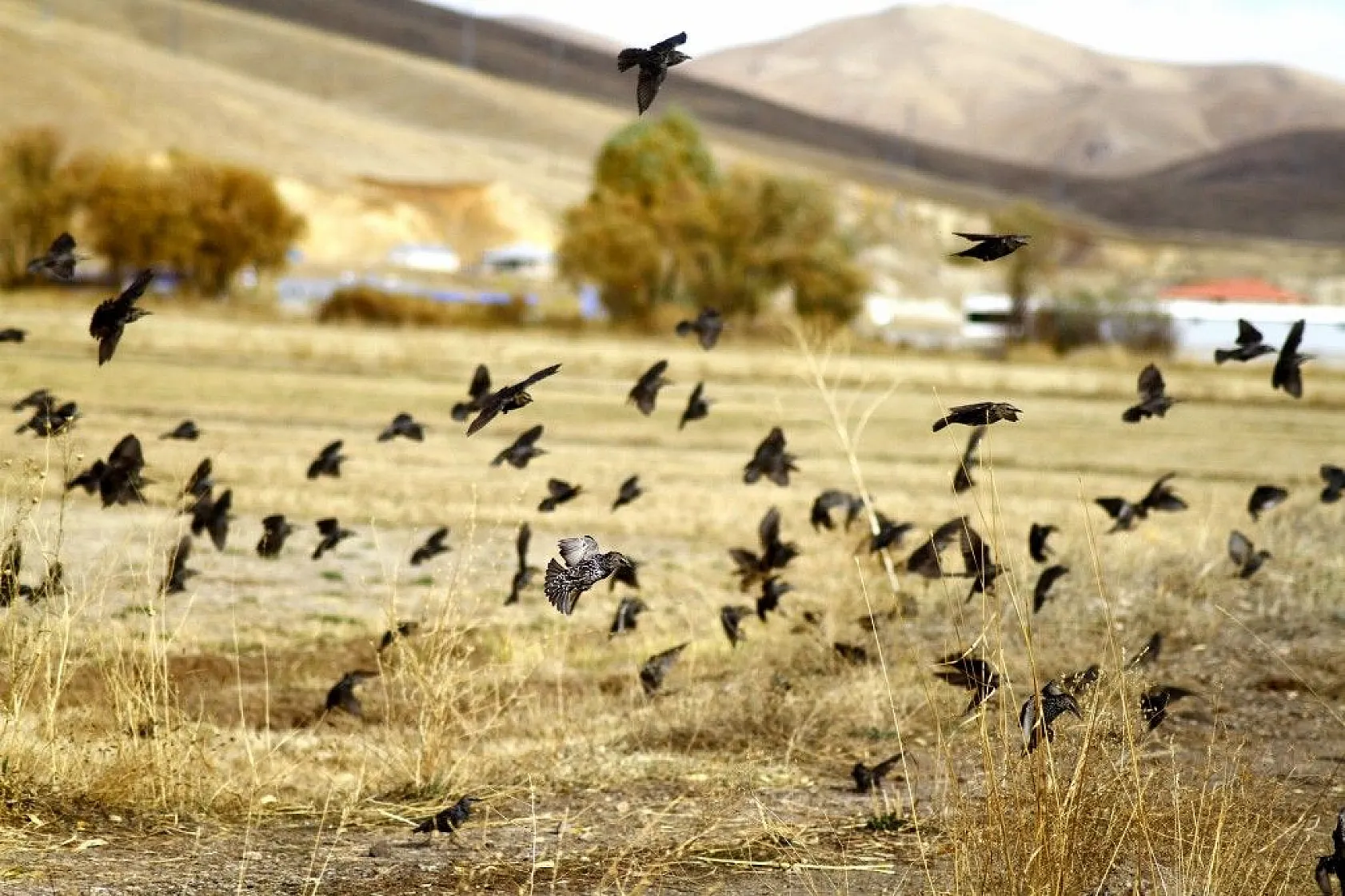 Yüksekova'da sonbahar güzelliği