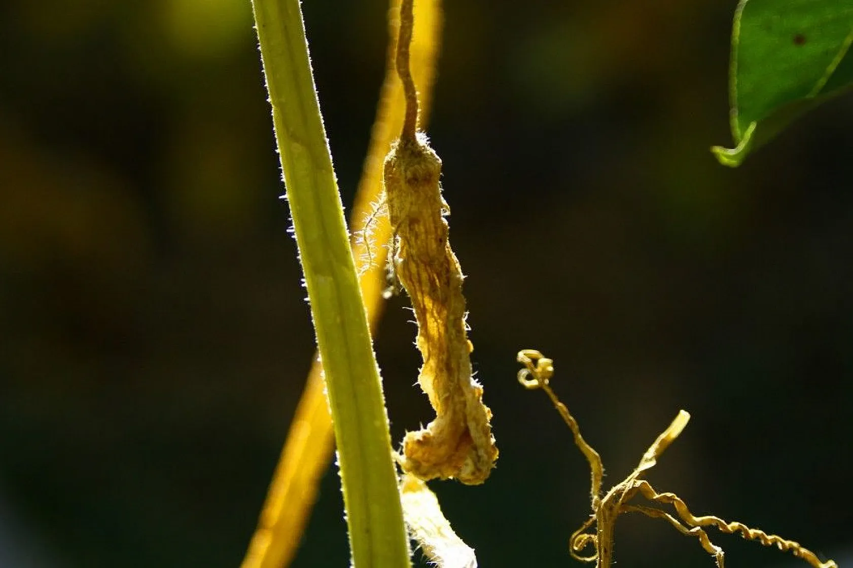Yüksekova'da sonbahar güzelliği