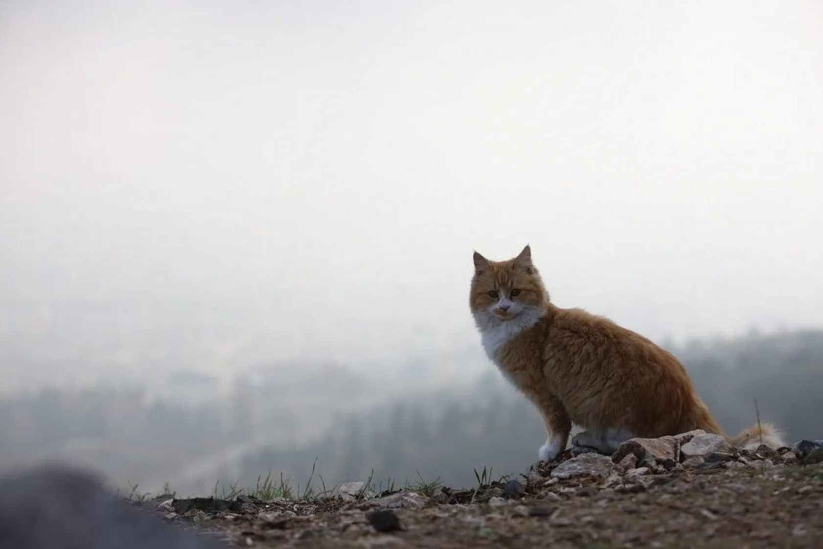 Harput'ta sis bulutlarının görsel şöleni