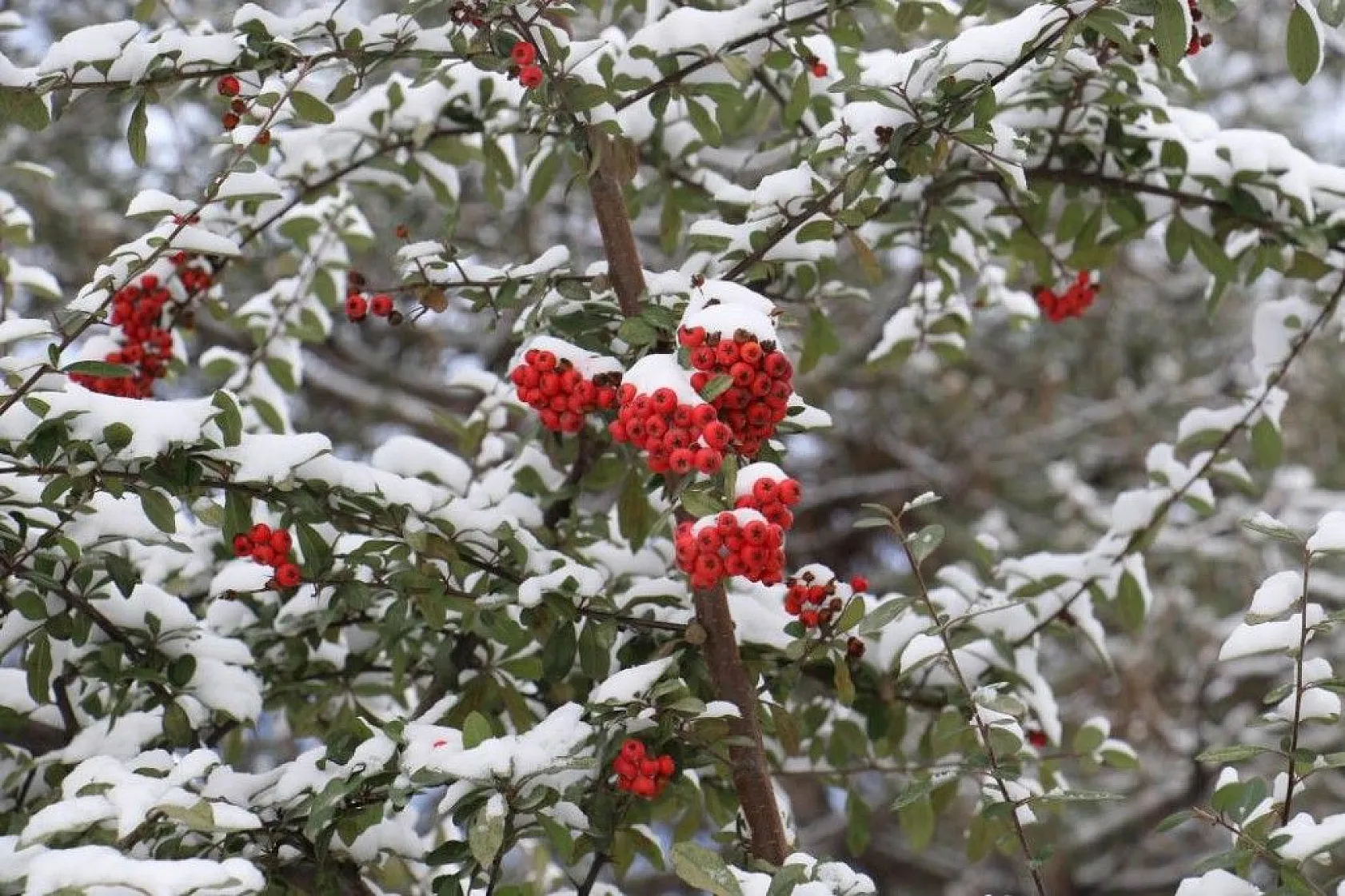 Elazığ'da kar sevinci