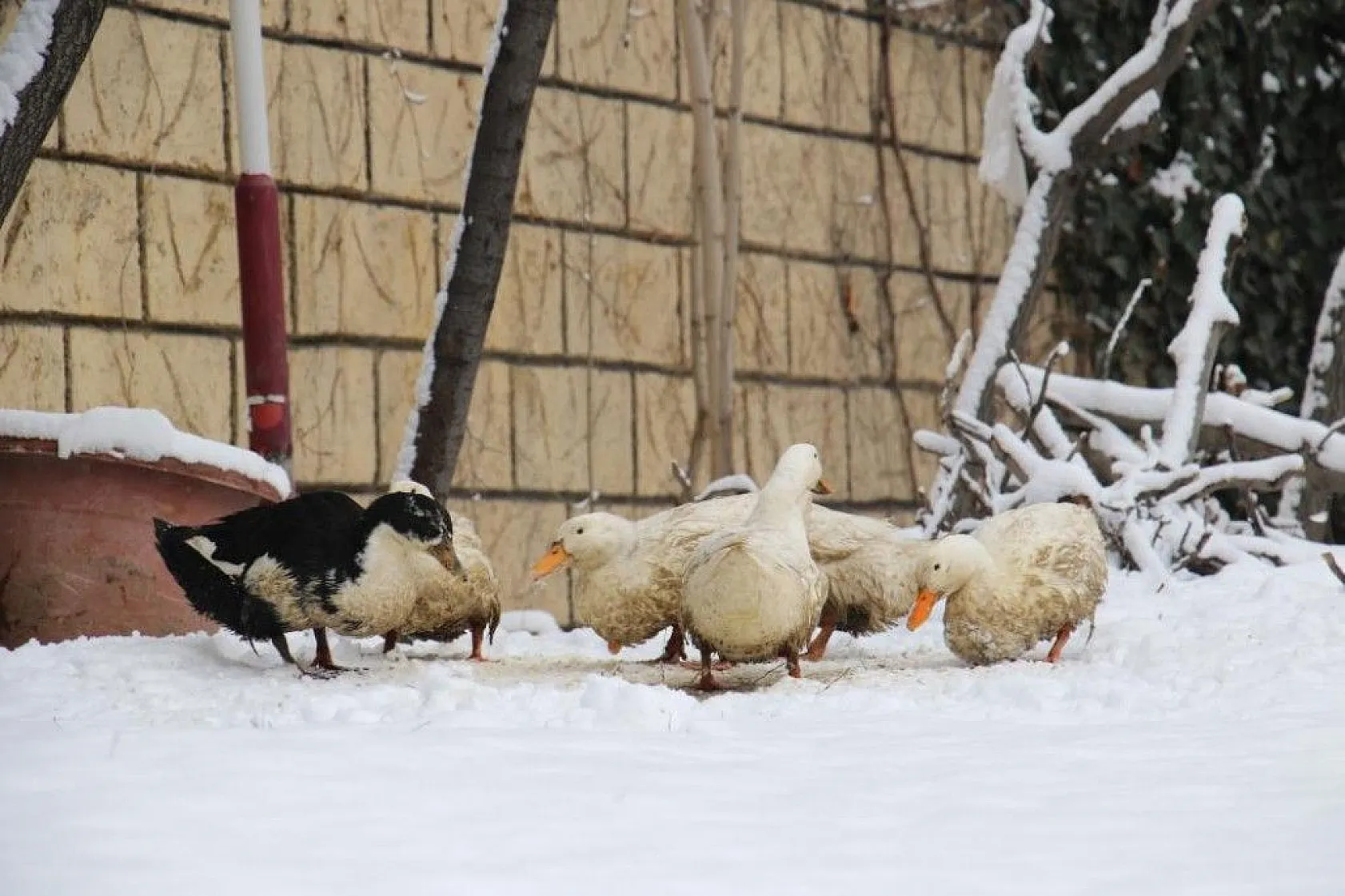 Elazığ'da kar sevinci