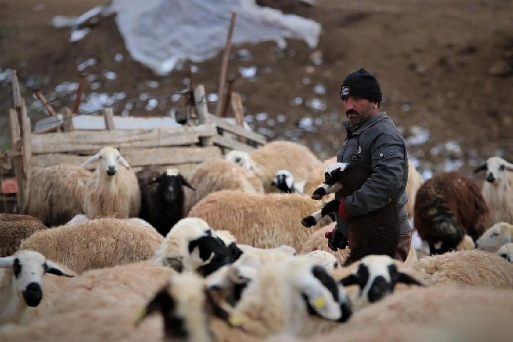 Kuzular anneleriyle buluştular...