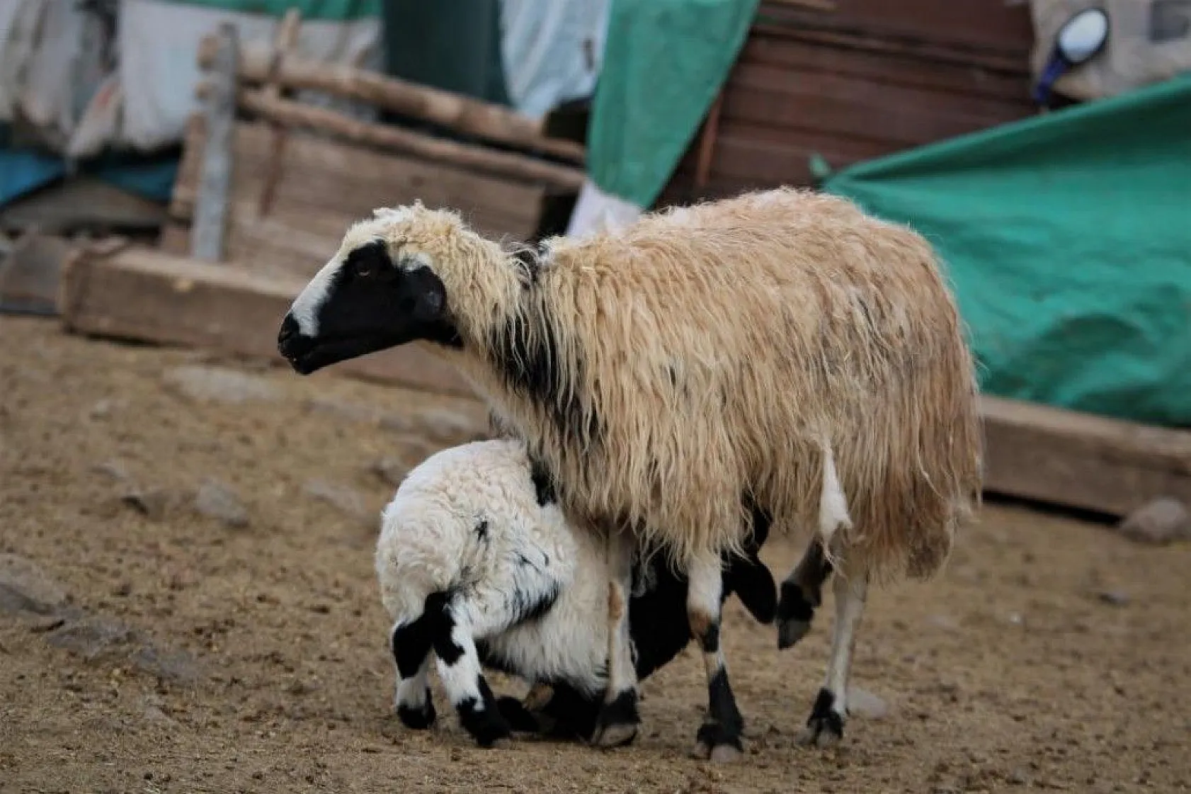 Kuzular anneleriyle buluştular...