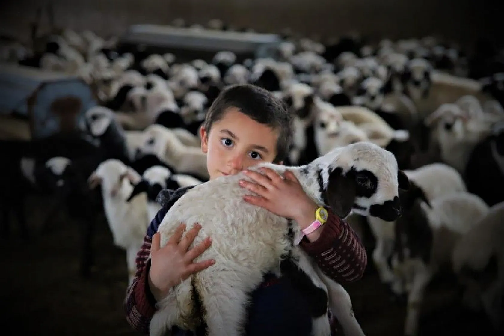 Kuzular anneleriyle buluştular...