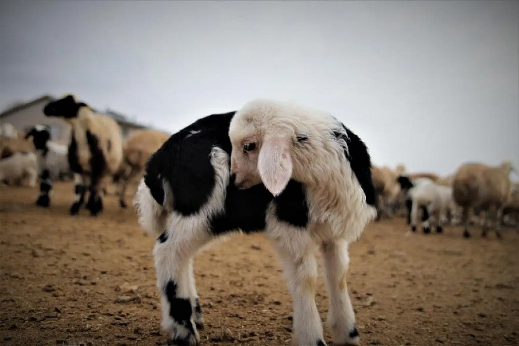 Kuzular anneleriyle buluştular...