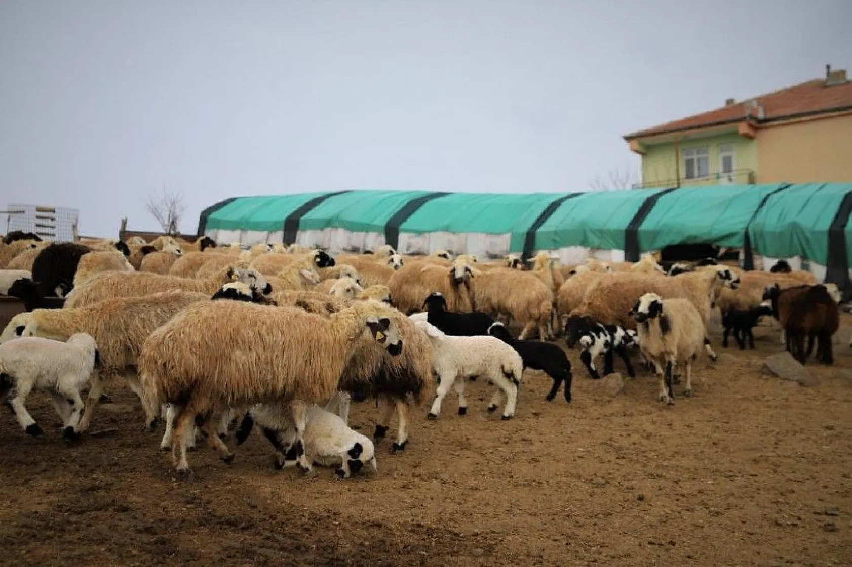 Kuzular anneleriyle buluştular...