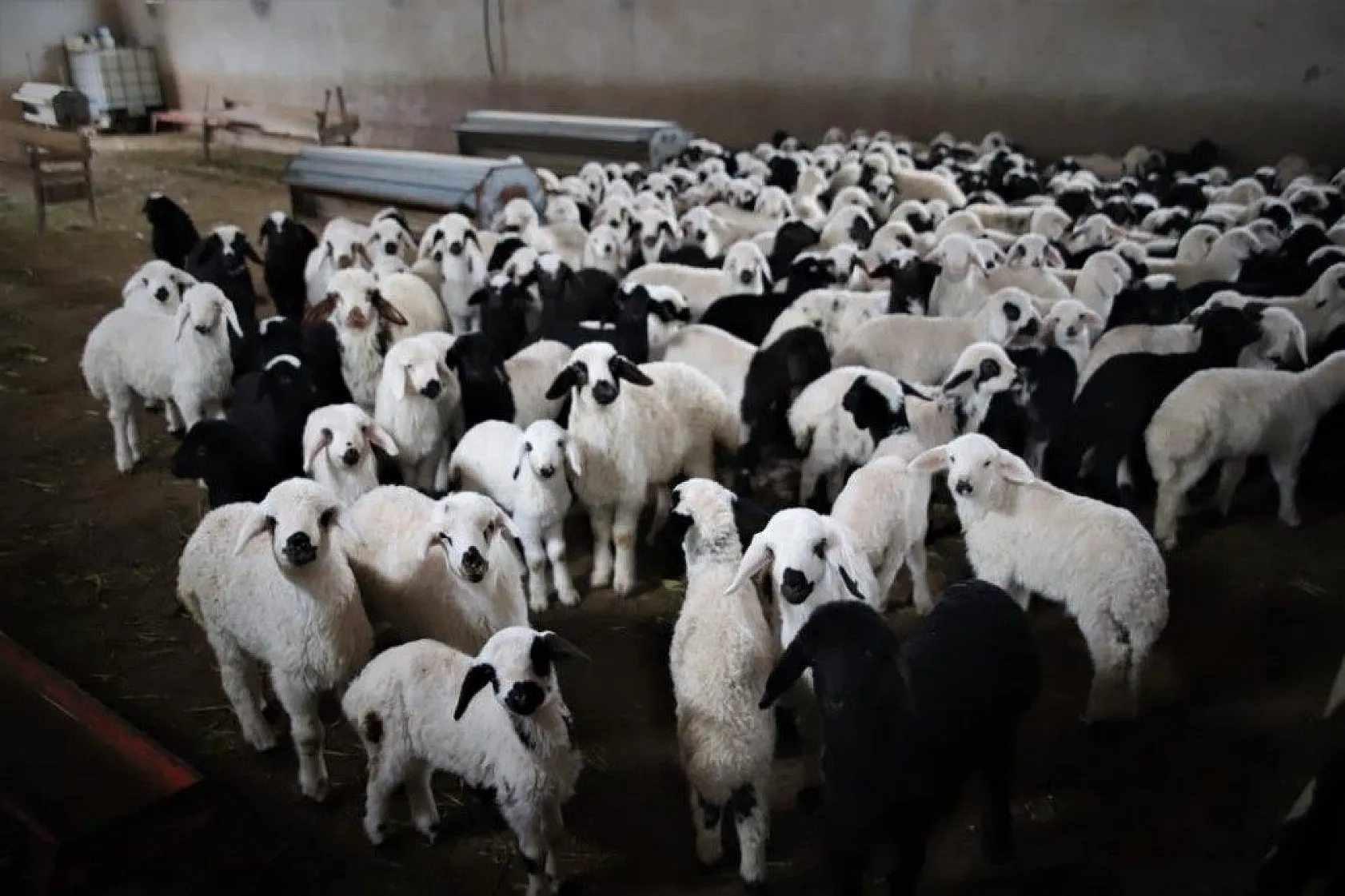 Kuzular anneleriyle buluştular...