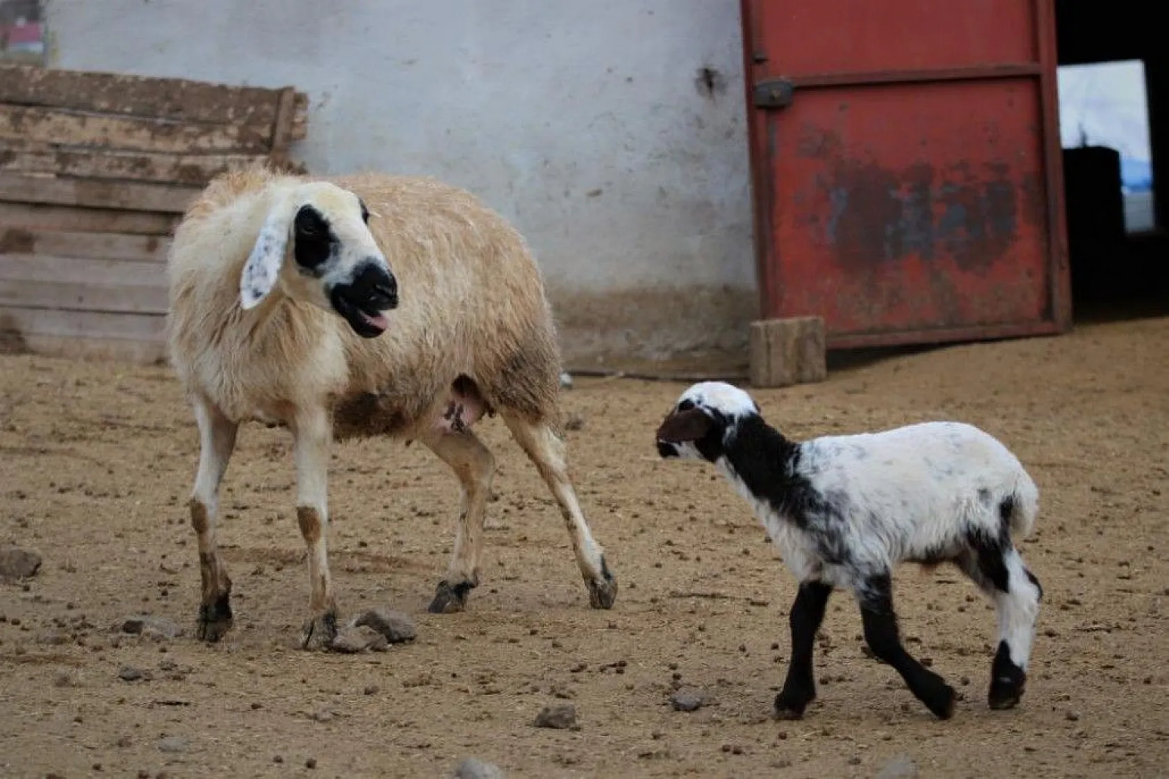 Kuzular anneleriyle buluştular...