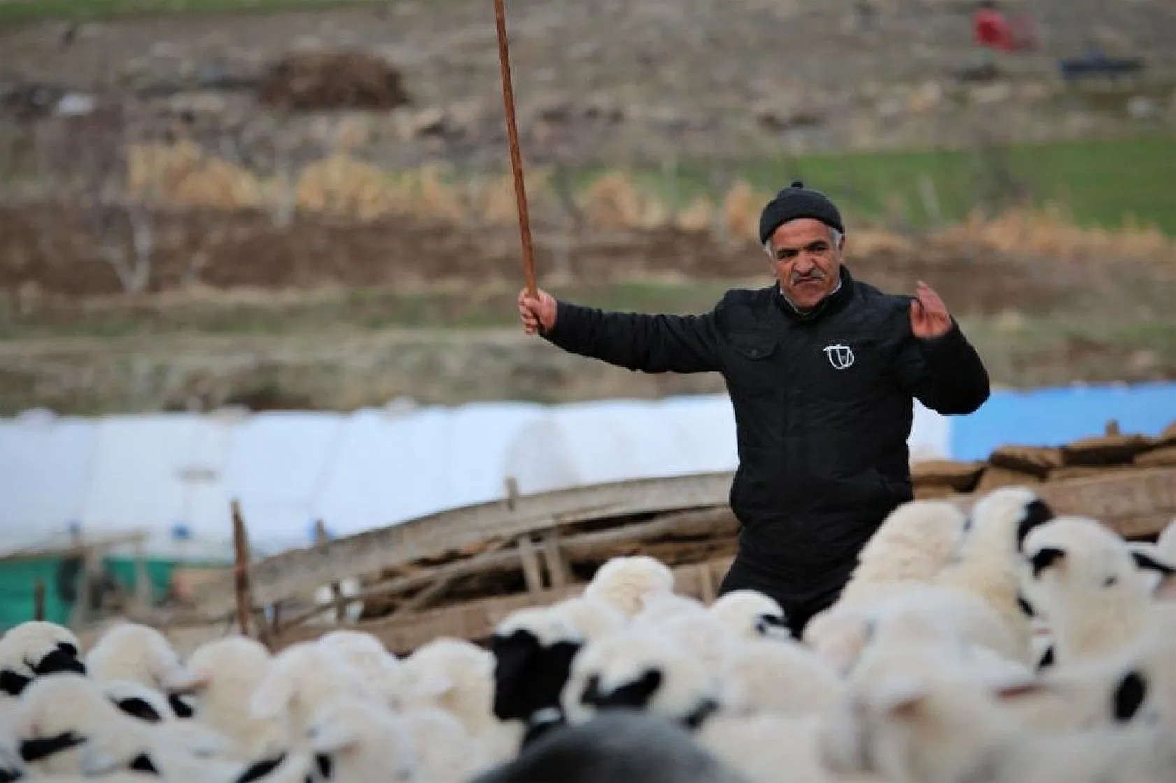 Kuzular anneleriyle buluştular...