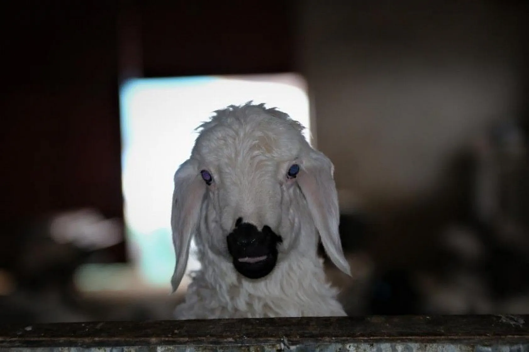 Kuzular anneleriyle buluştular...