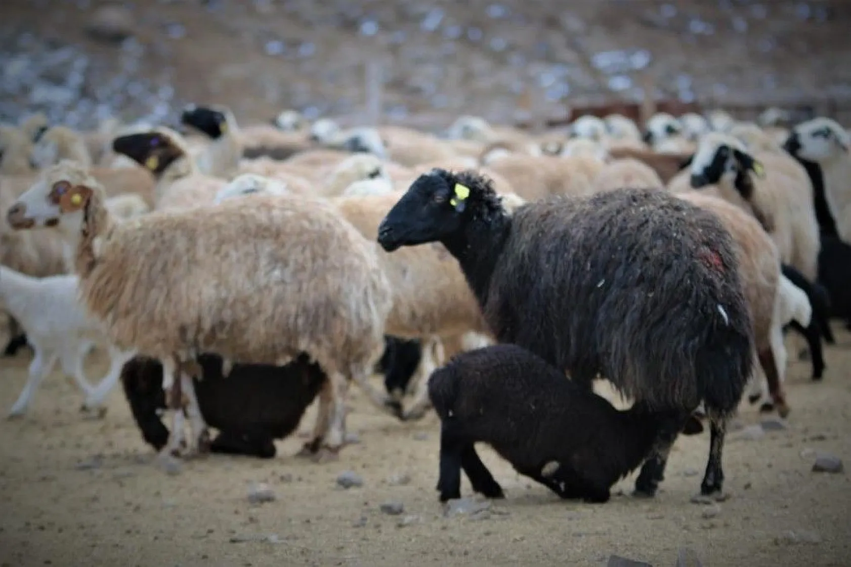 Kuzular anneleriyle buluştular...