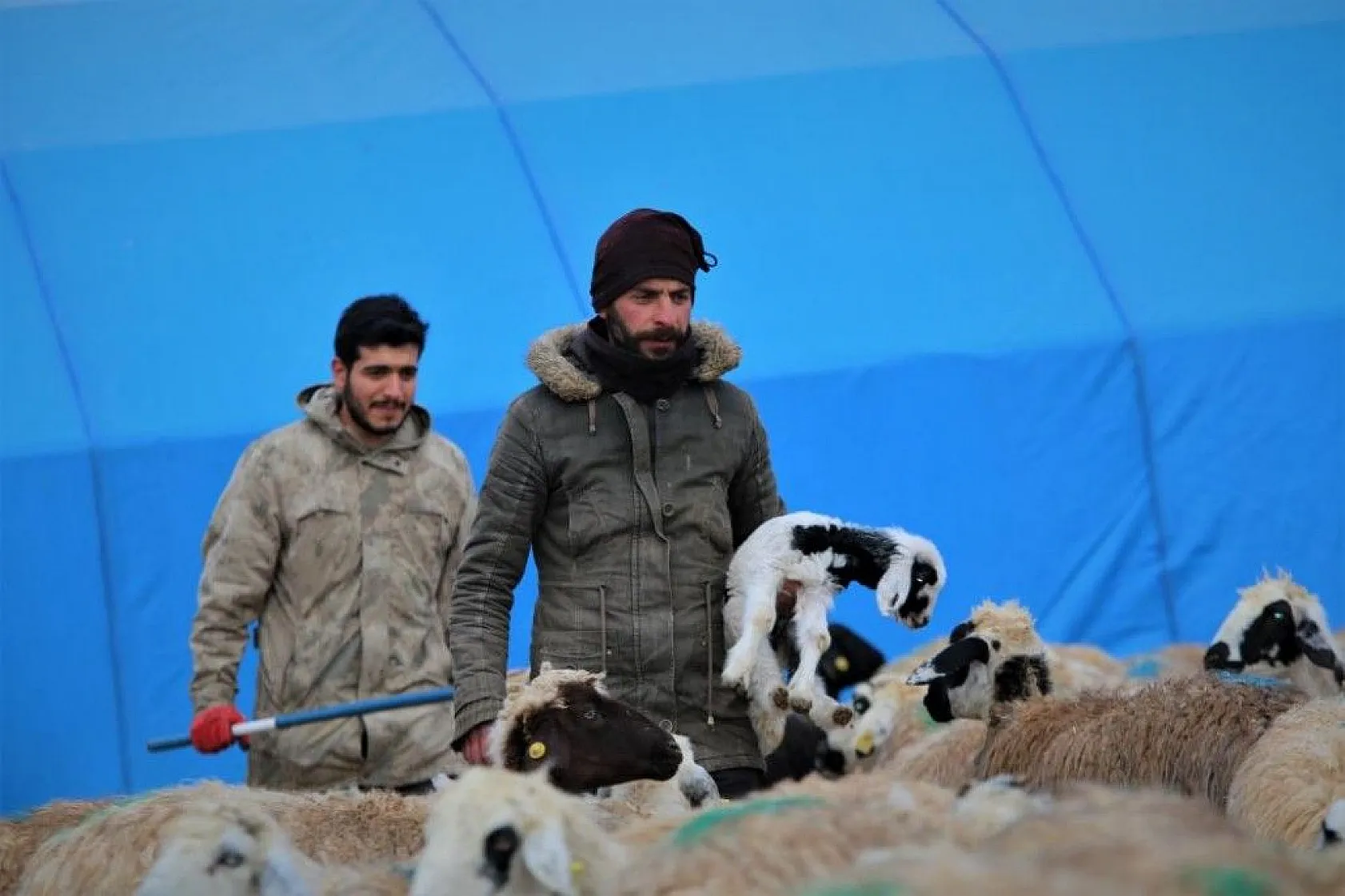 Kuzular anneleriyle buluştular...