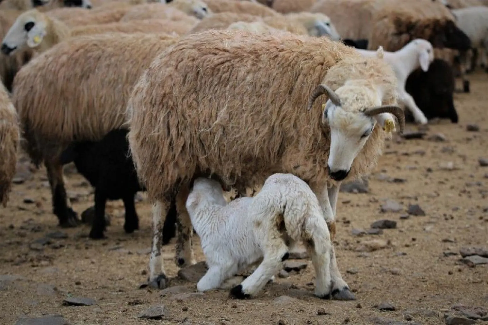 Kuzular anneleriyle buluştular...