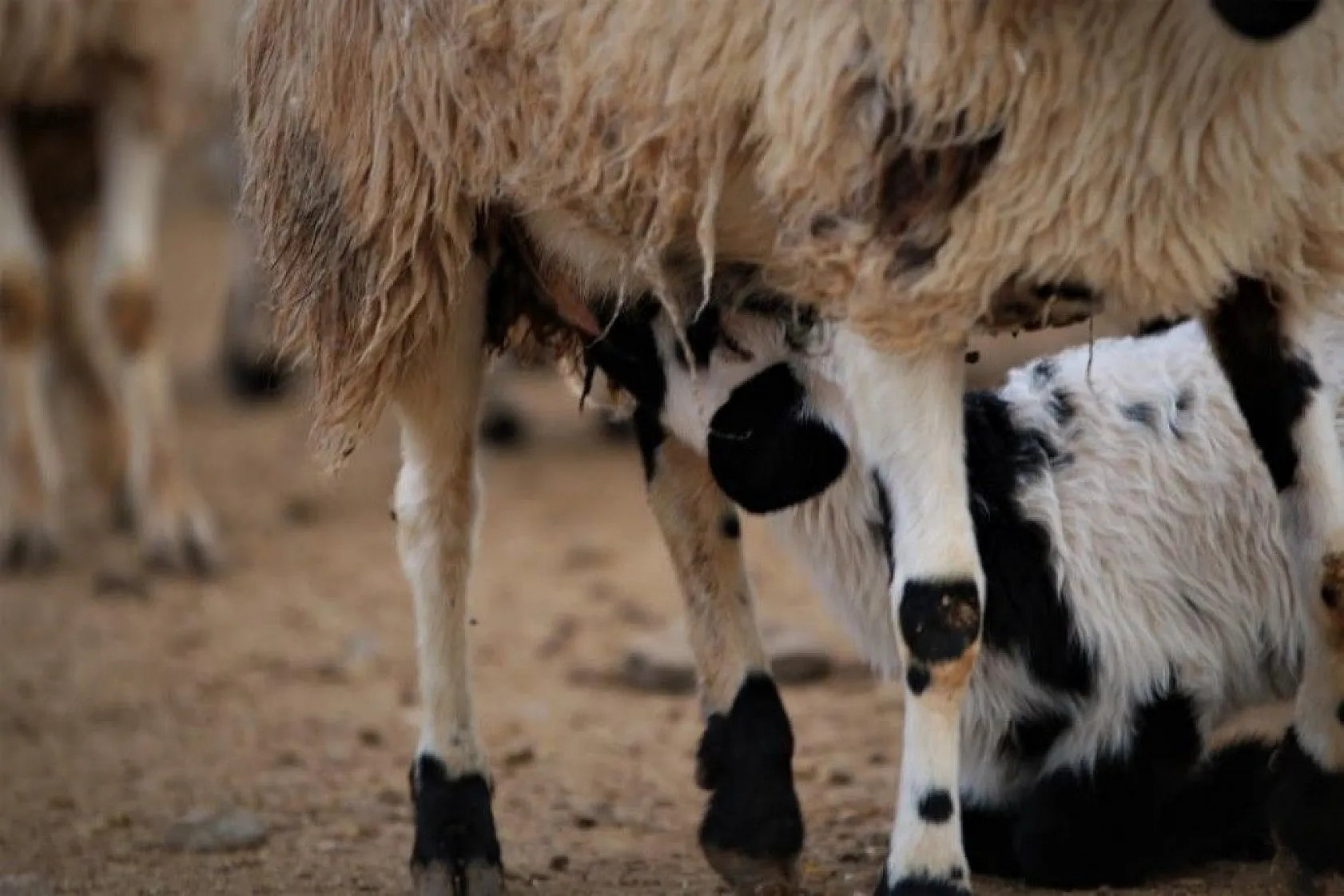 Kuzular anneleriyle buluştular...