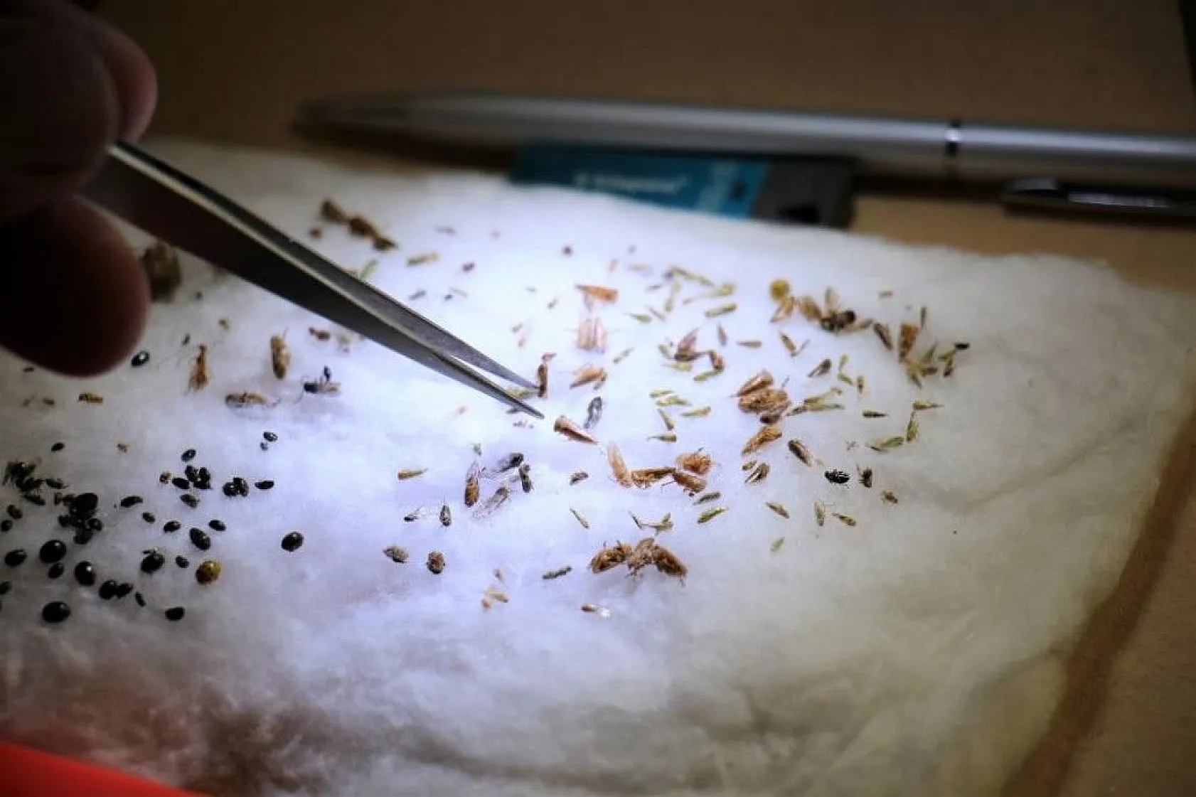 Bu böcek dünyada ikinci, Türkiye'de ilk defa Elazığ'da görüldü